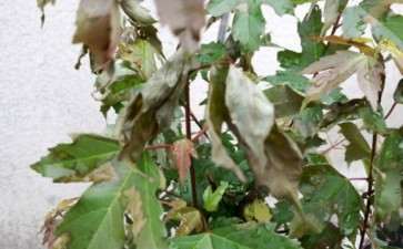 广东合适种三角枫下山桩吗 可以吗 图片