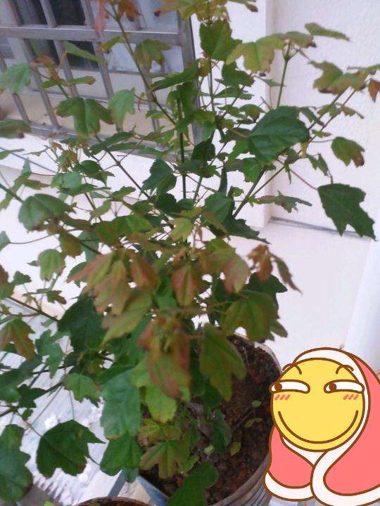 三角枫下山桩叶子尖干枯