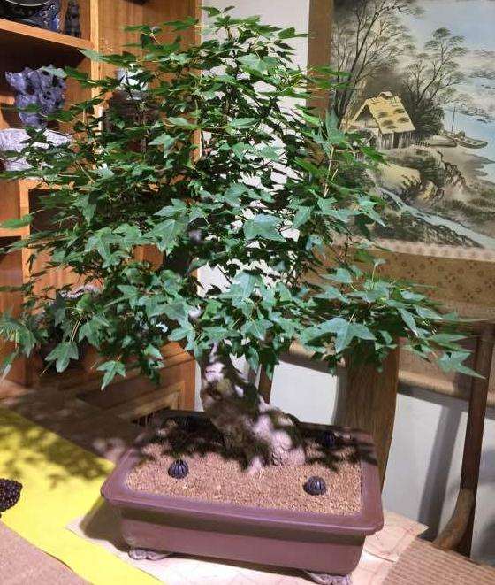 三角枫下山桩用摘叶吗