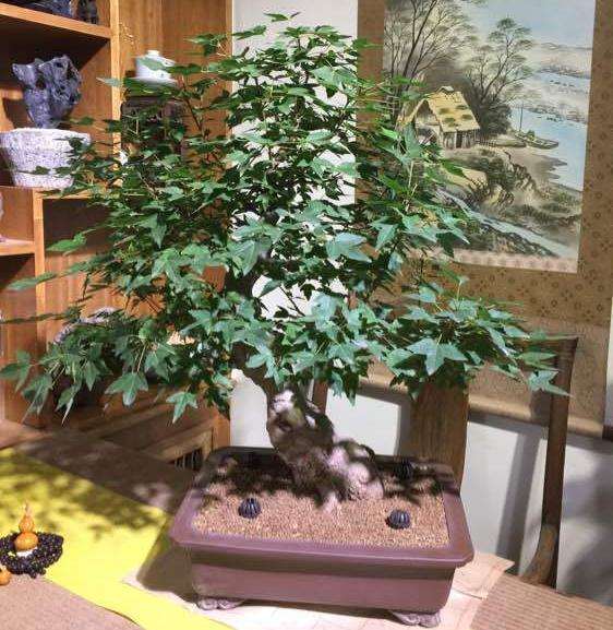 三角枫下山桩用摘叶吗