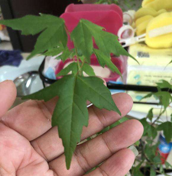 三角枫下山桩买回后 叶片很大