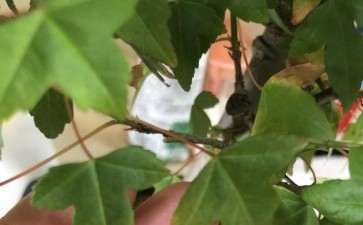 三角枫下山桩买回后 叶片很大 怎么办