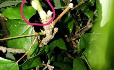 三角枫下山桩上 长得这是什么虫子