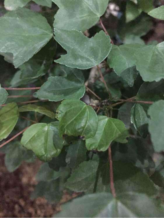 为什么我的三角枫下山桩卷叶