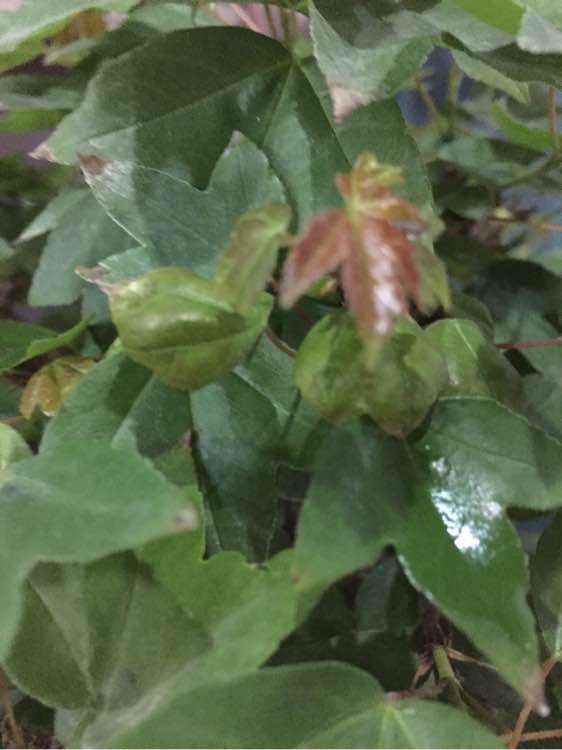 为什么我的三角枫下山桩卷叶