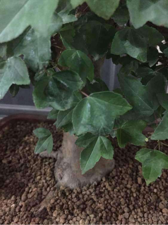 为什么我的三角枫下山桩卷叶