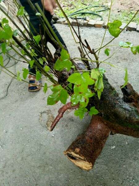 这个是三角枫下山桩吗