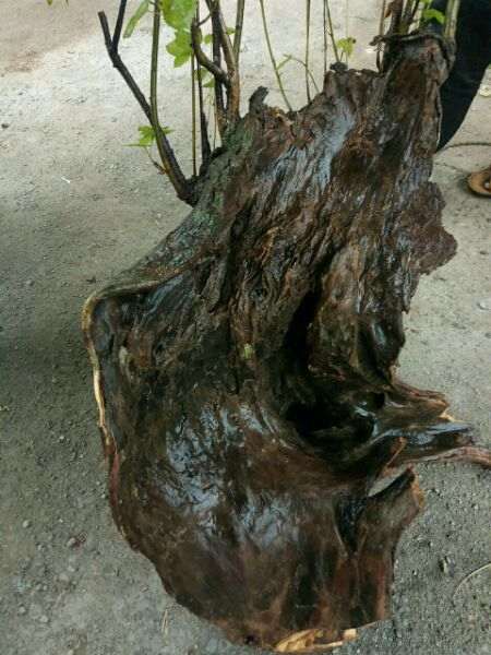 这个是三角枫下山桩吗