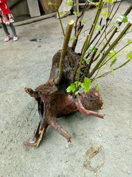 这个是三角枫下山桩吗