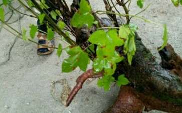 这个是三角枫下山桩吗 好活吗 图片