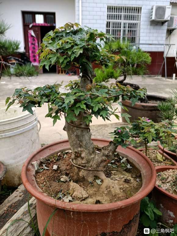 三角枫下山桩叶尖干枯是什么原因