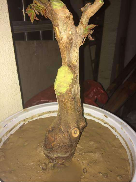 这是红芽三角枫下山桩吗