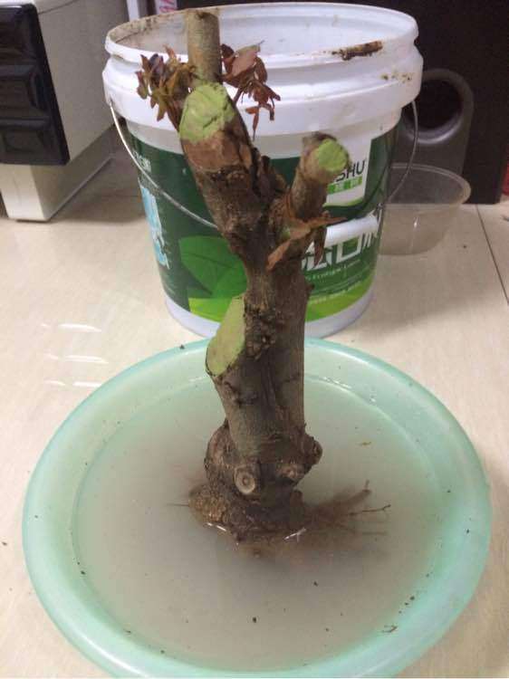 这是红芽三角枫下山桩吗