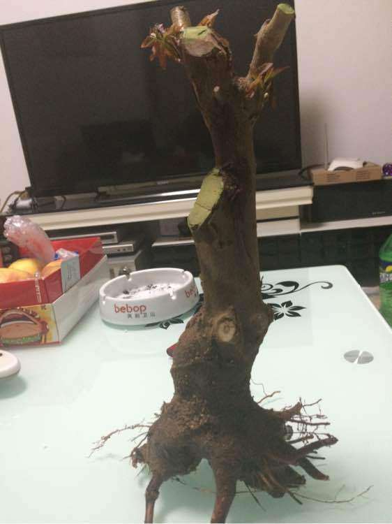 这是红芽三角枫下山桩吗