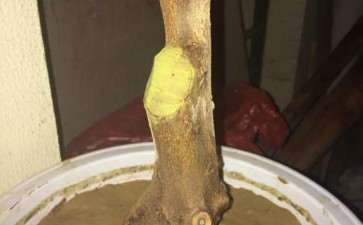 请问 这是红芽三角枫下山桩吗 图片