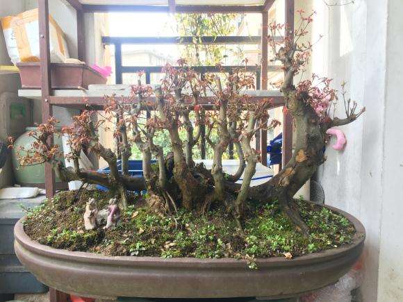 丛林式三角枫盆景