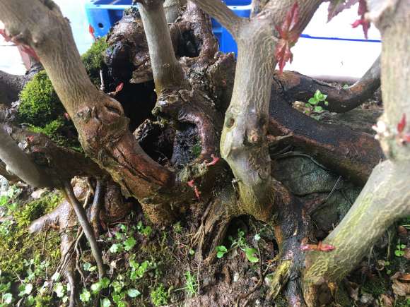 丛林式三角枫盆景