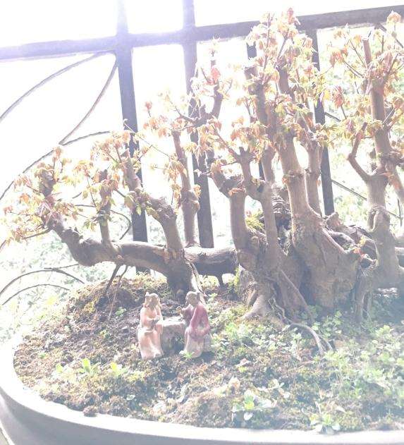 丛林式三角枫盆景