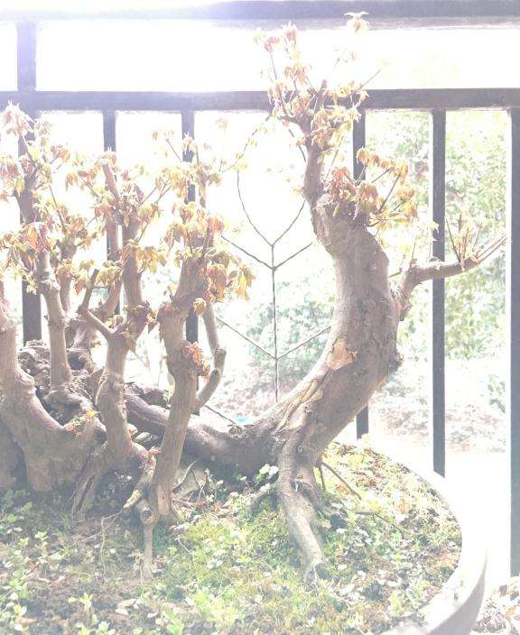 丛林式三角枫盆景