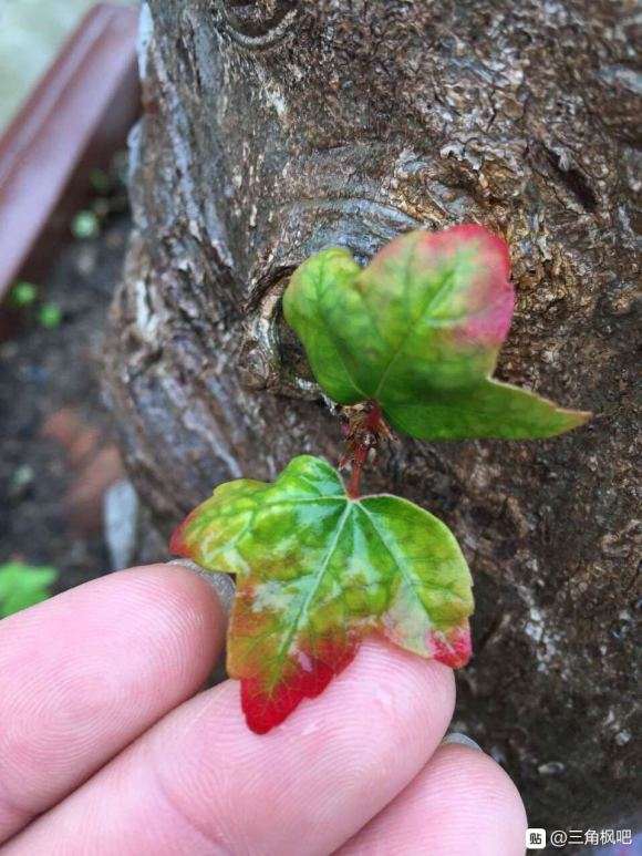 我的不是三角枫下山桩 是元宝枫