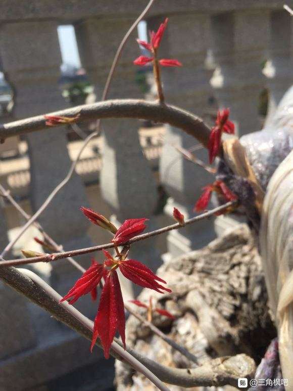 我的不是三角枫下山桩 是元宝枫