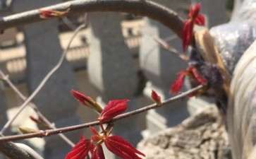 我的不是三角枫下山桩 是元宝枫 图片