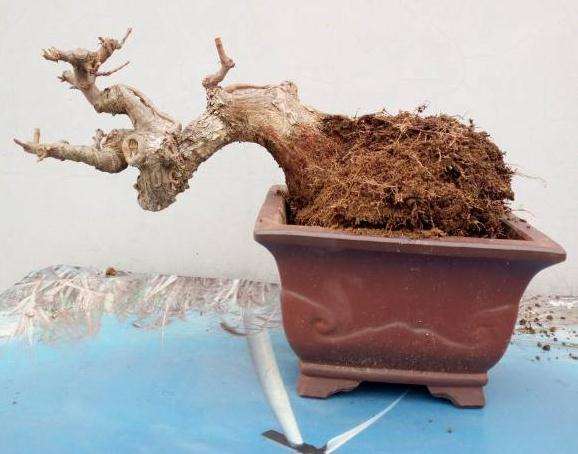 三角枫下山桩换盆的方法