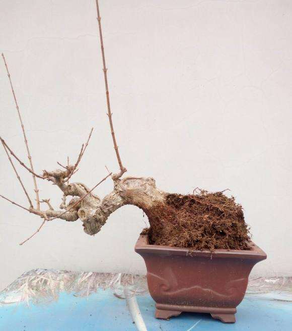 三角枫下山桩换盆的方法