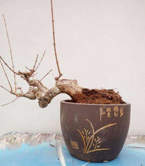 三角枫下山桩换盆的方法