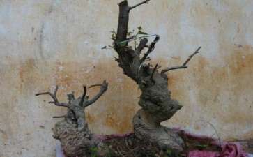 三角枫下山桩白粉病怎么治 图片