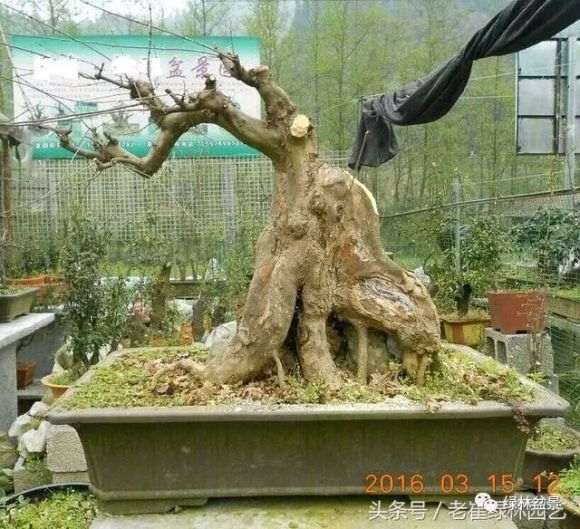 这样大的三角枫下山桩也能扦插成活