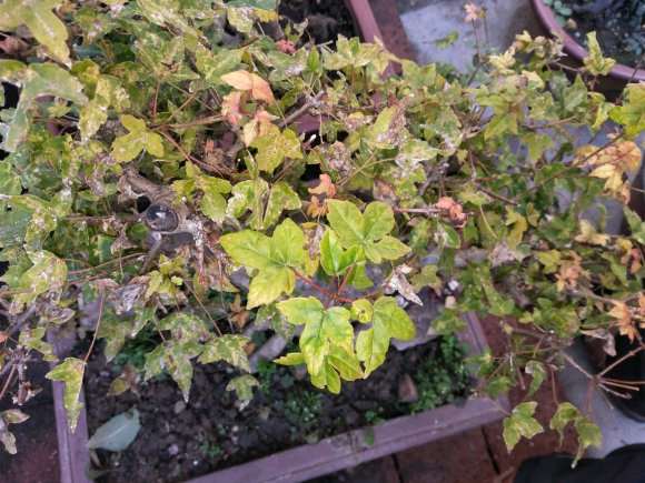 三角枫下山桩叶子背面这是什么虫子