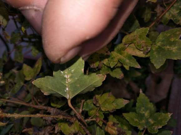 三角枫下山桩叶子背面这是什么虫子