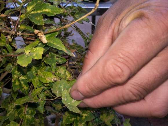 三角枫下山桩叶子背面这是什么虫子