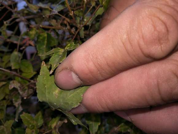 三角枫下山桩叶子背面这是什么虫子