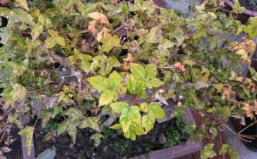 三角枫下山桩叶子背面这是什么虫子