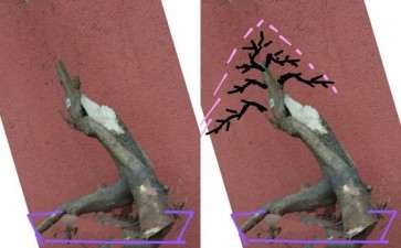 今天刚挖的三角枫下山桩 可以吗 图片