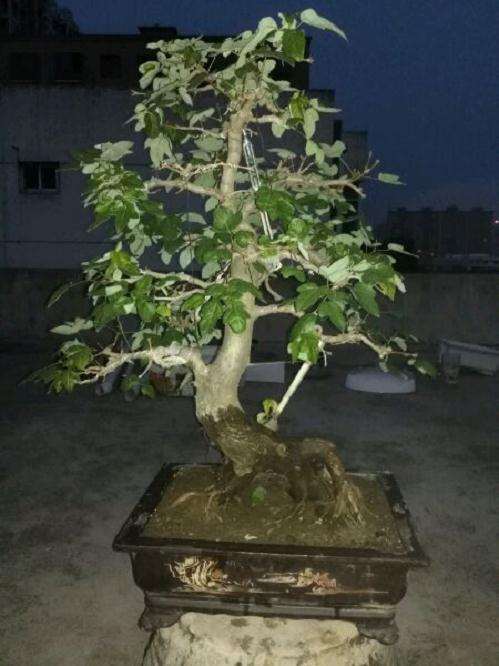 三角枫下山桩把叶子全剪掉了