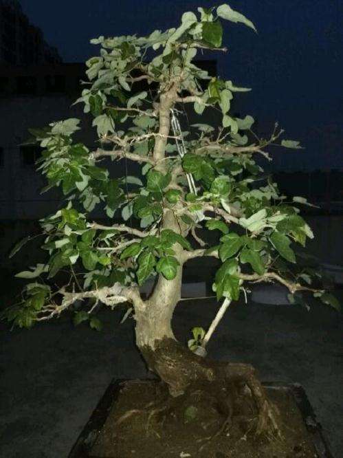 三角枫下山桩把叶子全剪掉了