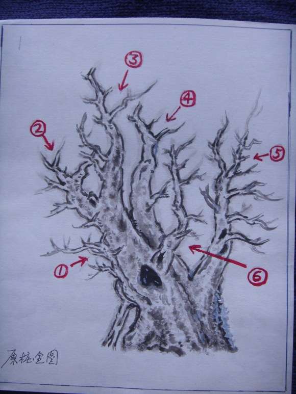 一本多杆三角枫盆景的设计图