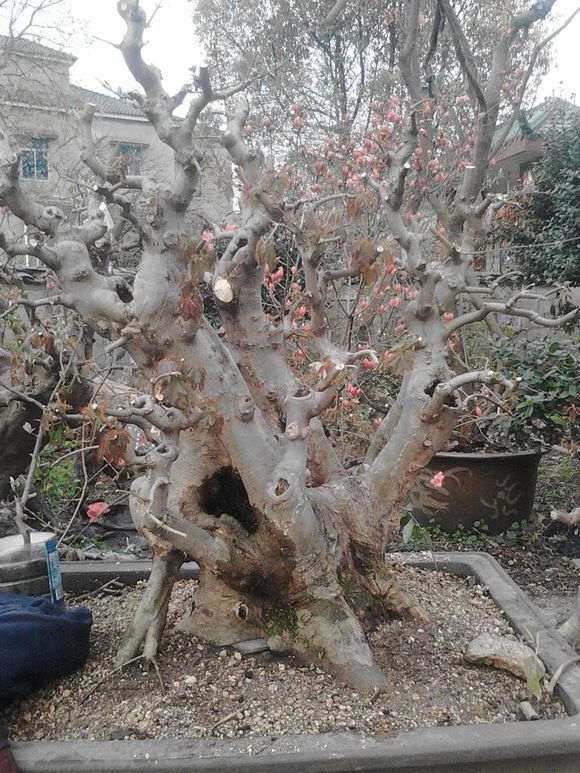 一本多杆三角枫盆景的设计图