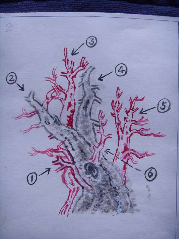 一本多杆三角枫盆景的设计图 图片