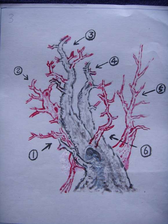 一本多杆三角枫盆景的设计图 图片