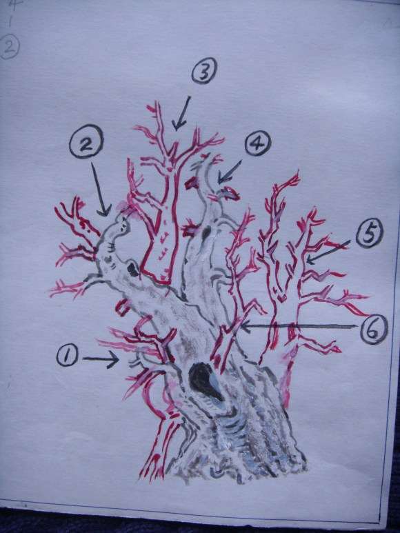 一本多杆三角枫盆景的设计图