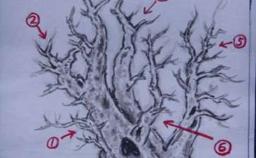 一本多杆三角枫盆景的设计图 图片