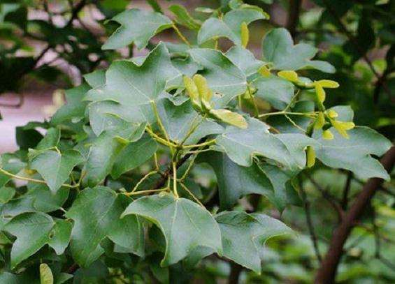 三角枫下山桩叶子边缘不规则