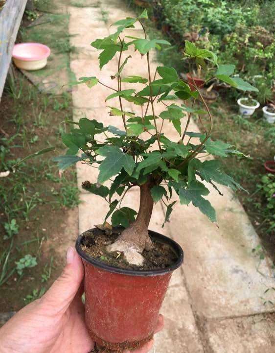 三角枫下山桩叶子边缘不规则