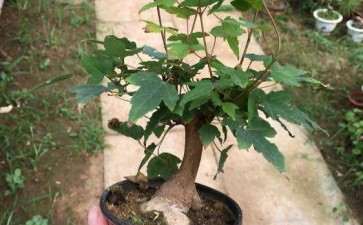 4月份三角枫下山桩还能种活吗 图片