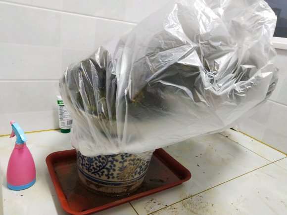 云南瑞香下山桩怎么配土的方法 图片