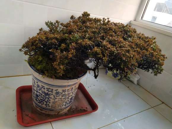 云南瑞香下山桩怎么配土的方法 图片